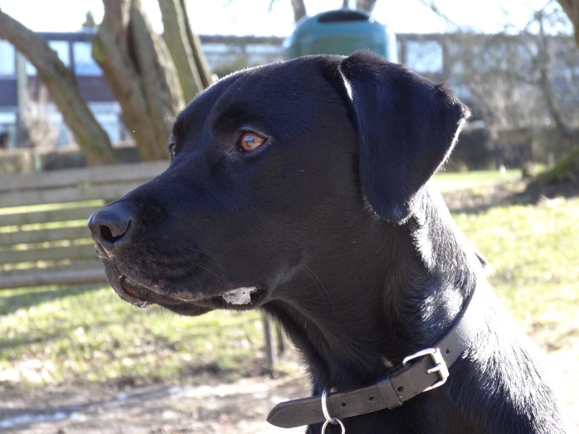 Labrador retriever Hugh billede 16