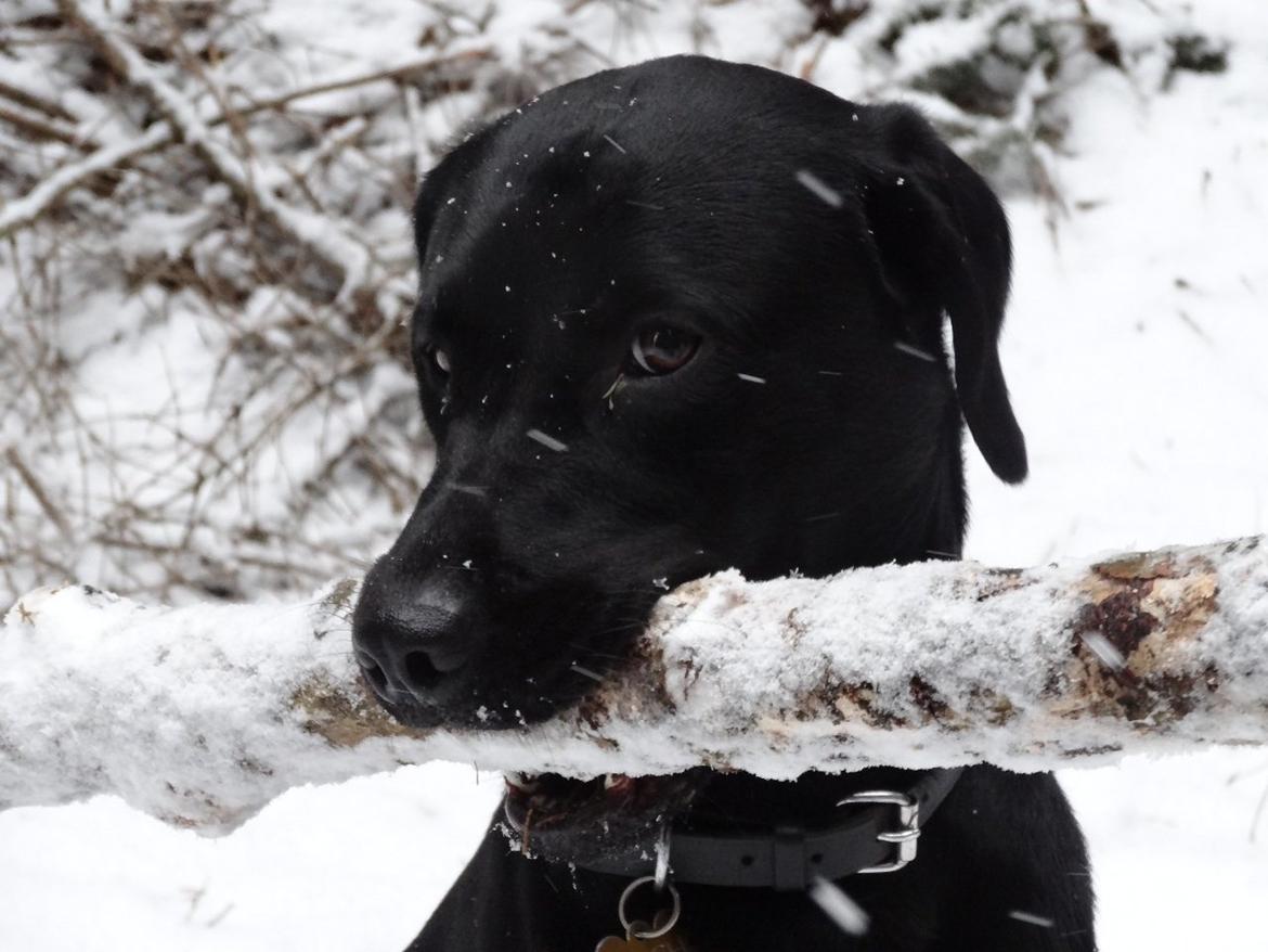 Labrador retriever Hugh billede 17
