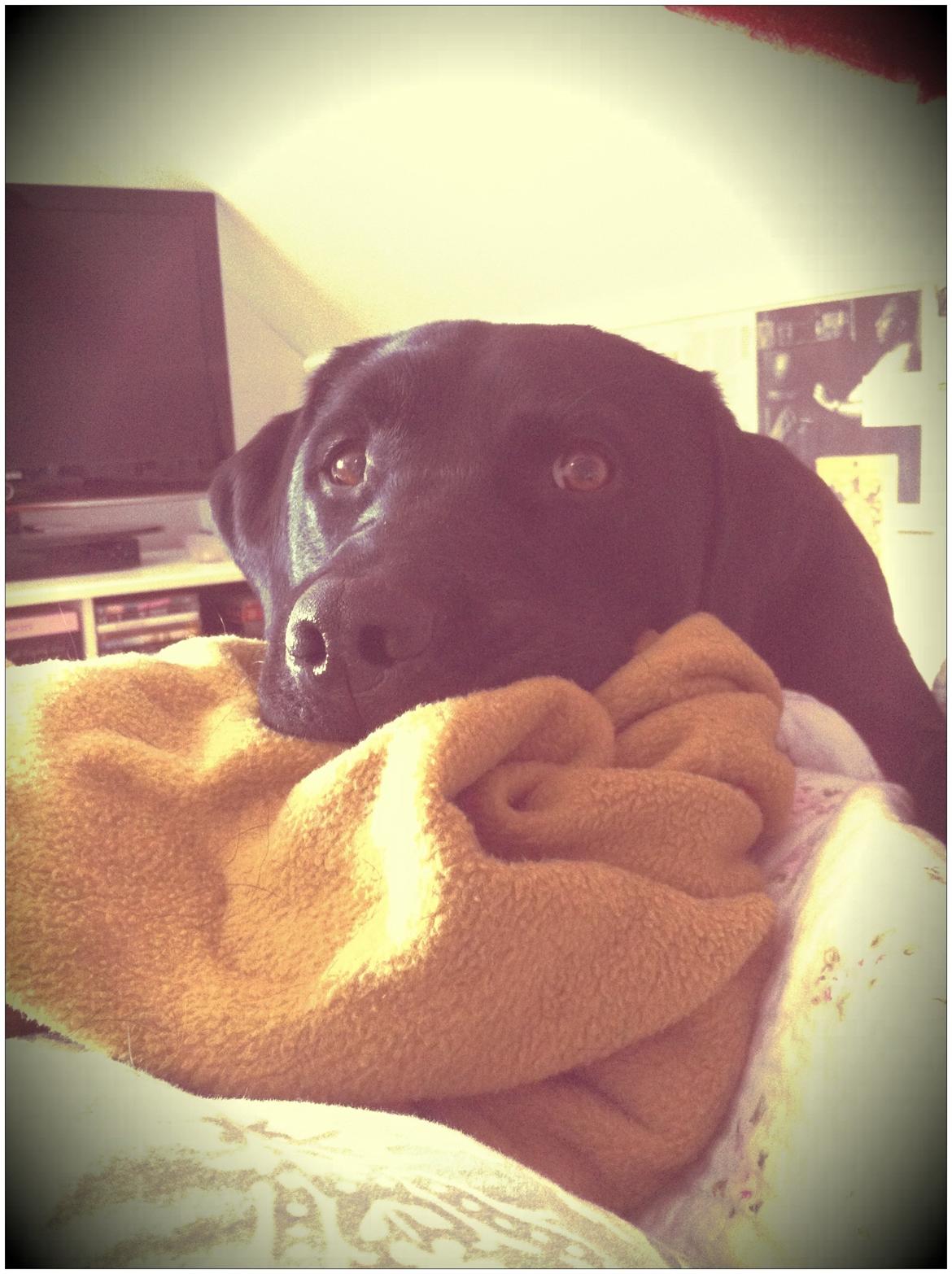 Labrador retriever Hugh billede 18