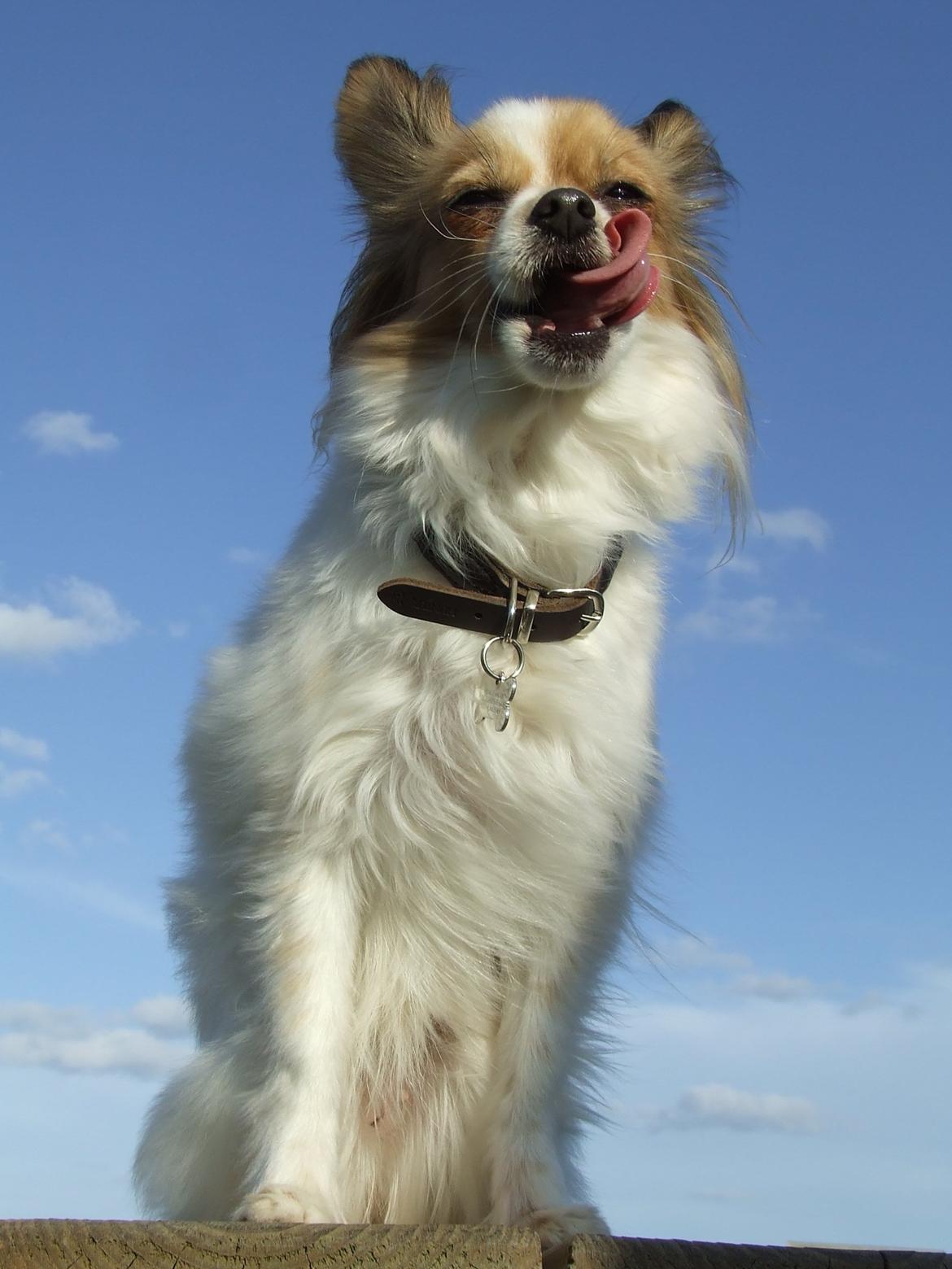 Blanding af racer Tali - April 2013 billede 9