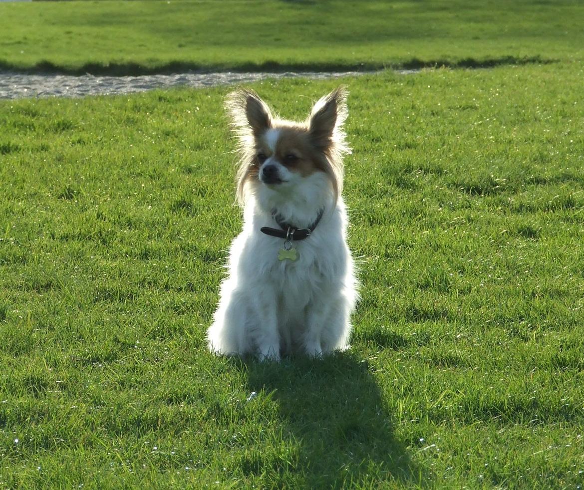 Blanding af racer Tali - April 2013 billede 8