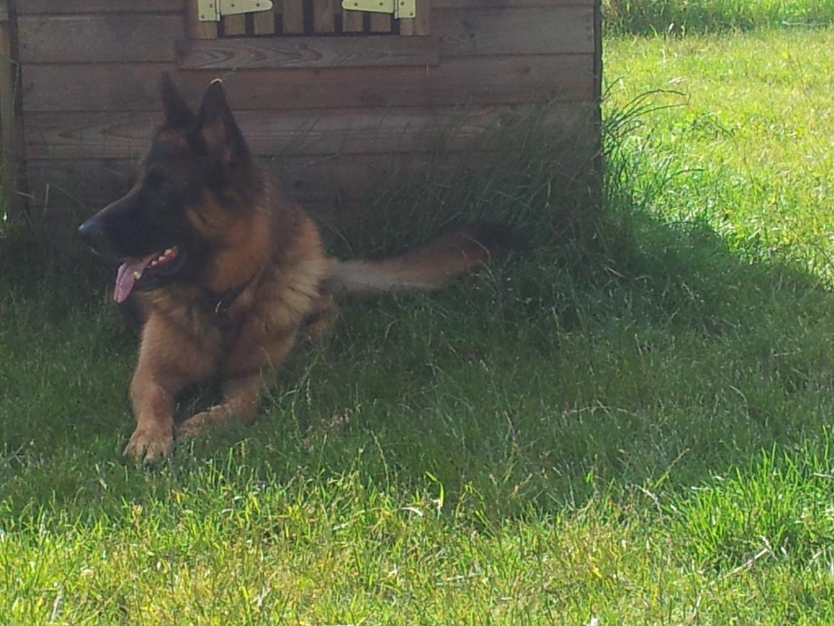 Schæferhund almebos obelix billede 1