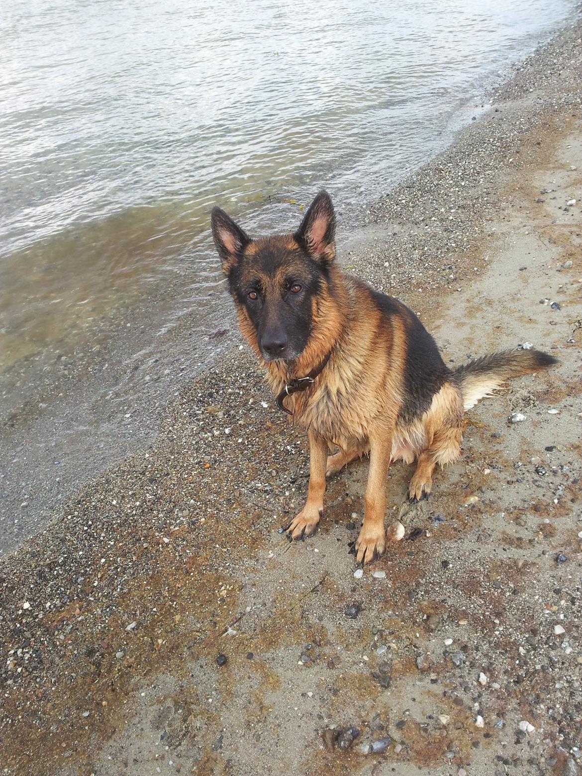 Schæferhund almebos obelix billede 2