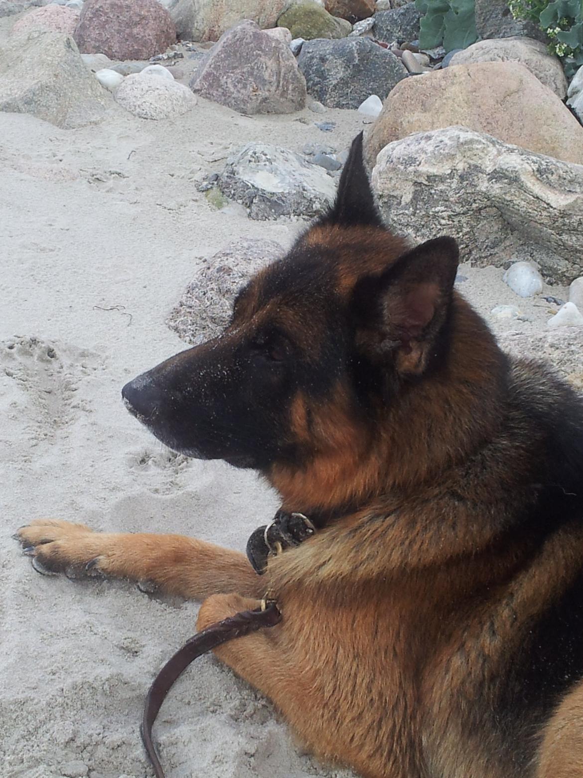 Schæferhund almebos obelix billede 3