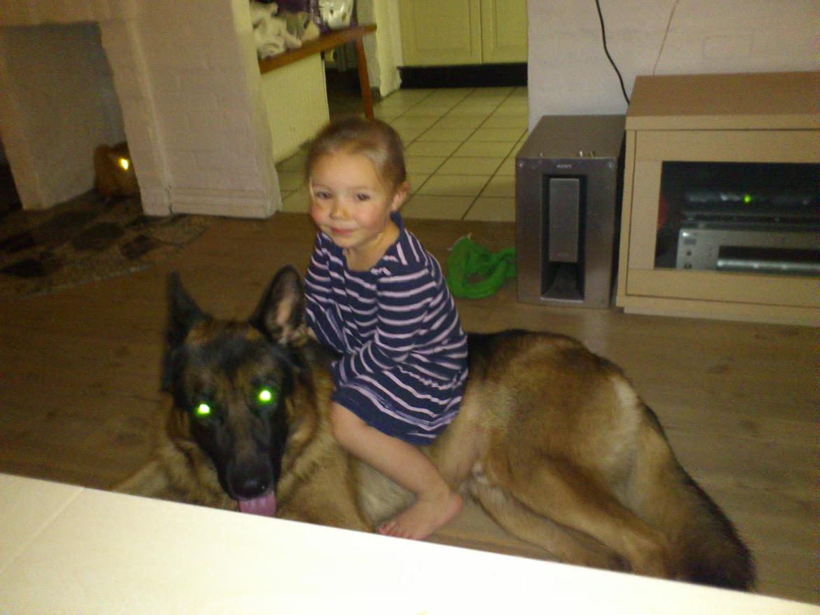 Schæferhund almebos obelix billede 4