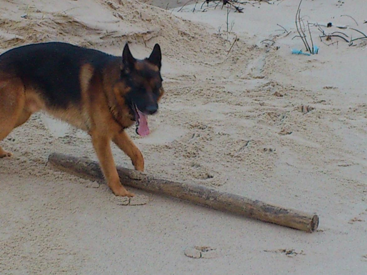 Schæferhund almebos obelix billede 5