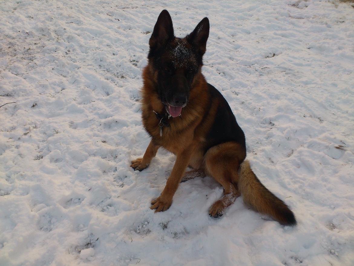 Schæferhund almebos obelix billede 6