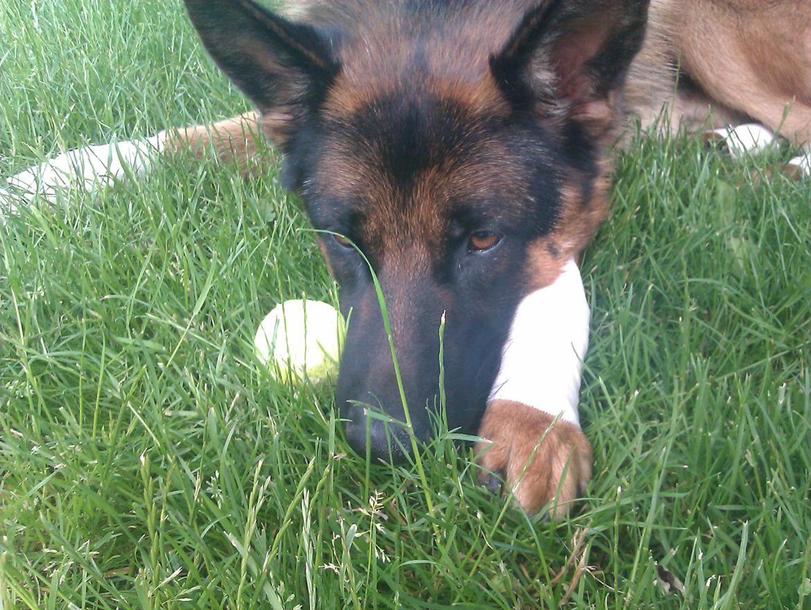 Schæferhund almebos obelix billede 7