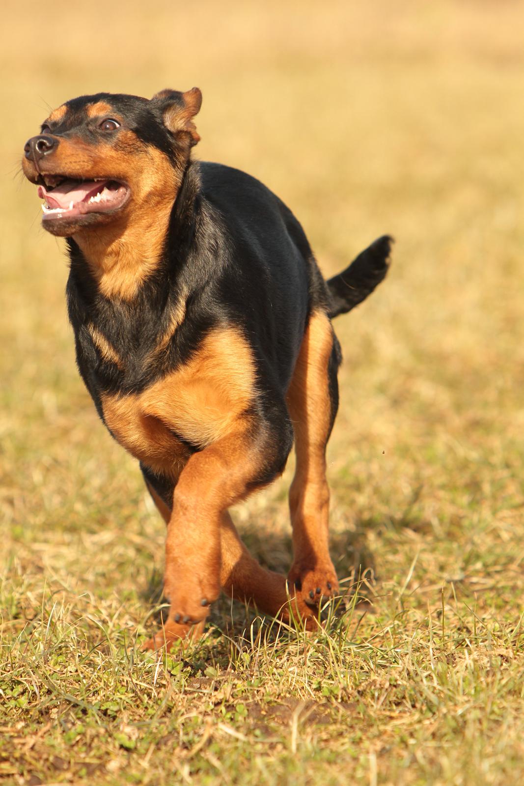 Blanding af racer Maya billede 6