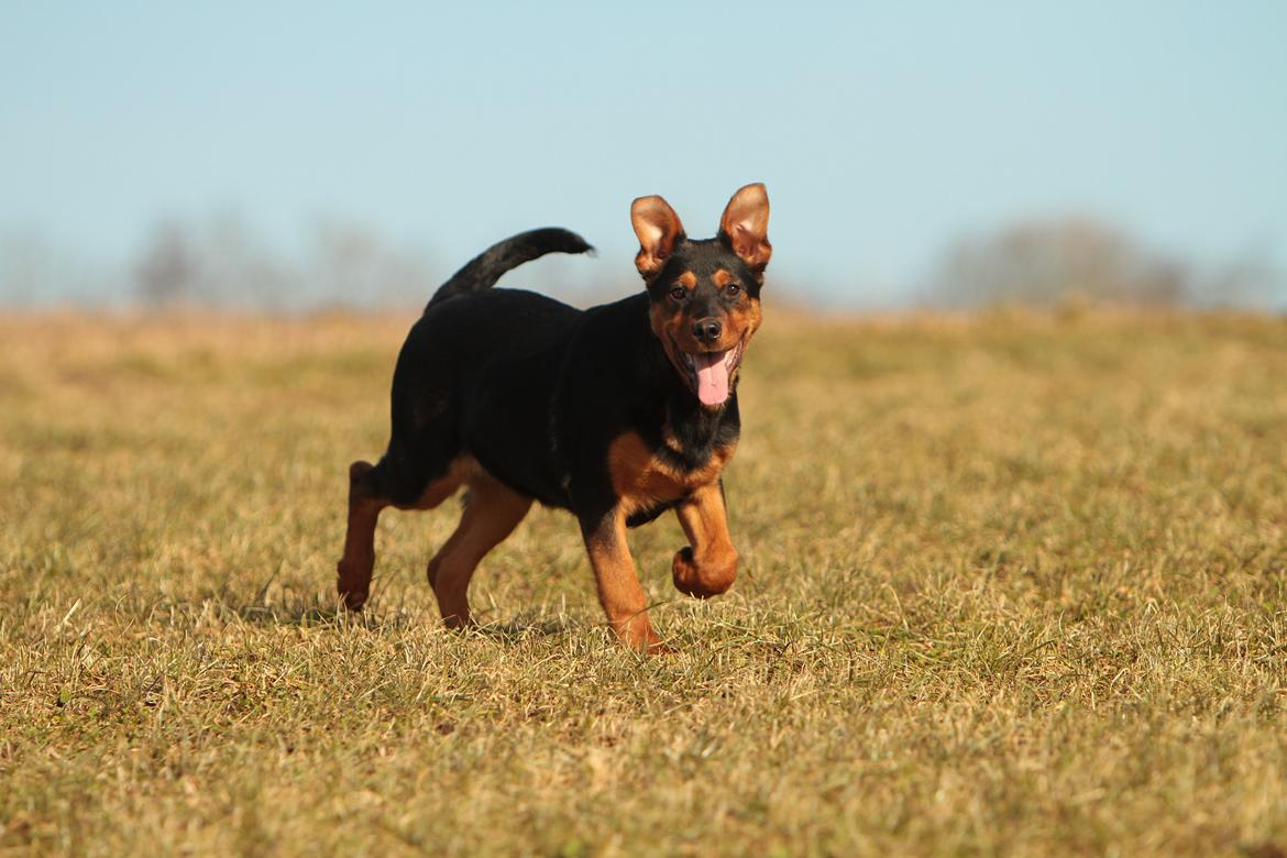 Blanding af racer Maya billede 3