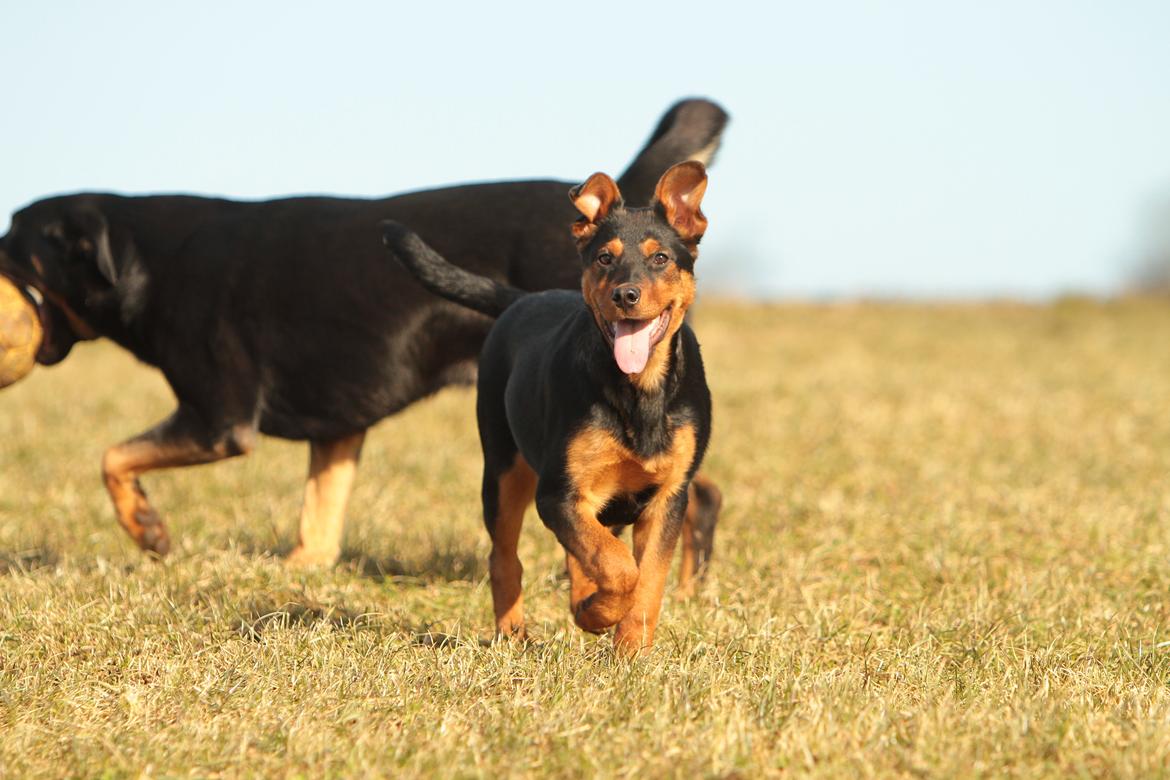 Blanding af racer Maya billede 8