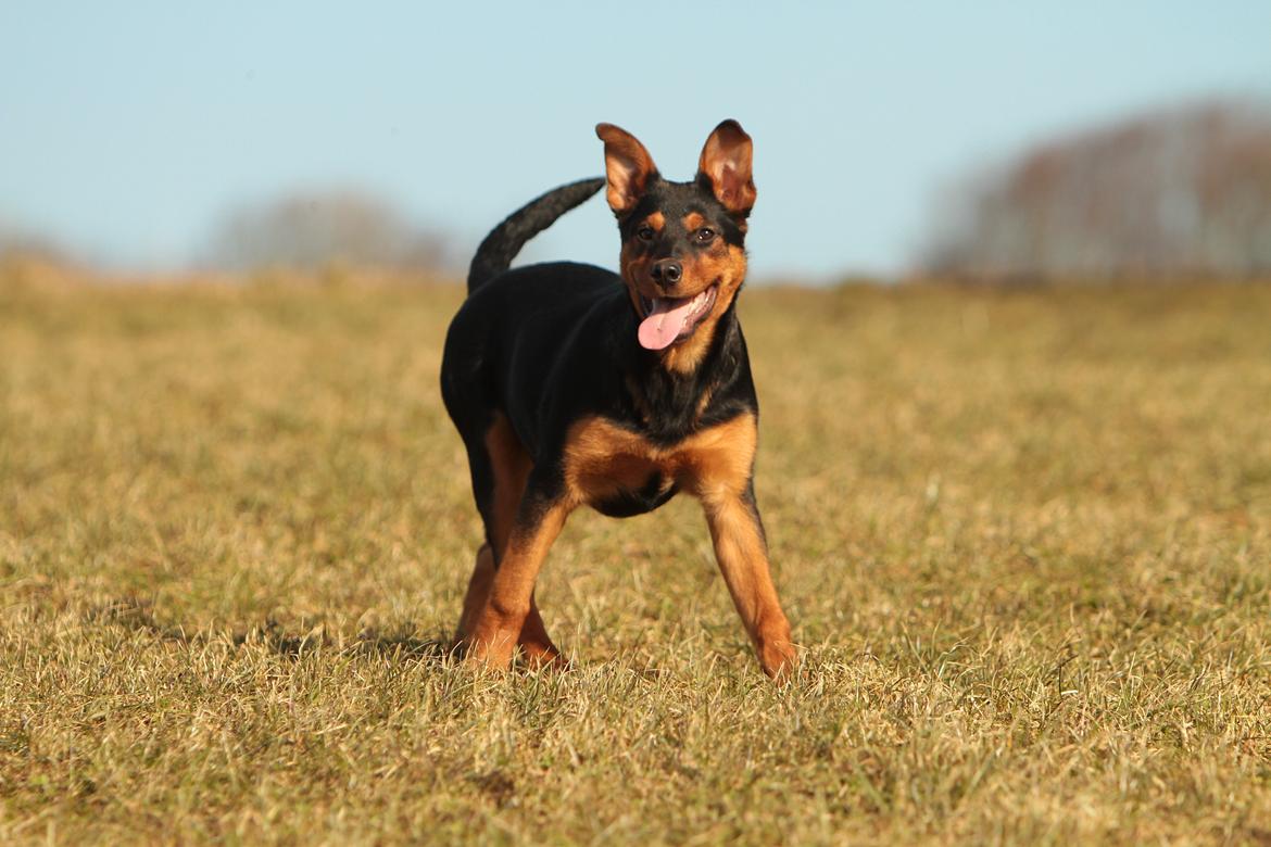 Blanding af racer Maya billede 9