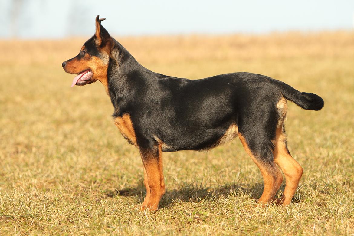 Blanding af racer Maya billede 10