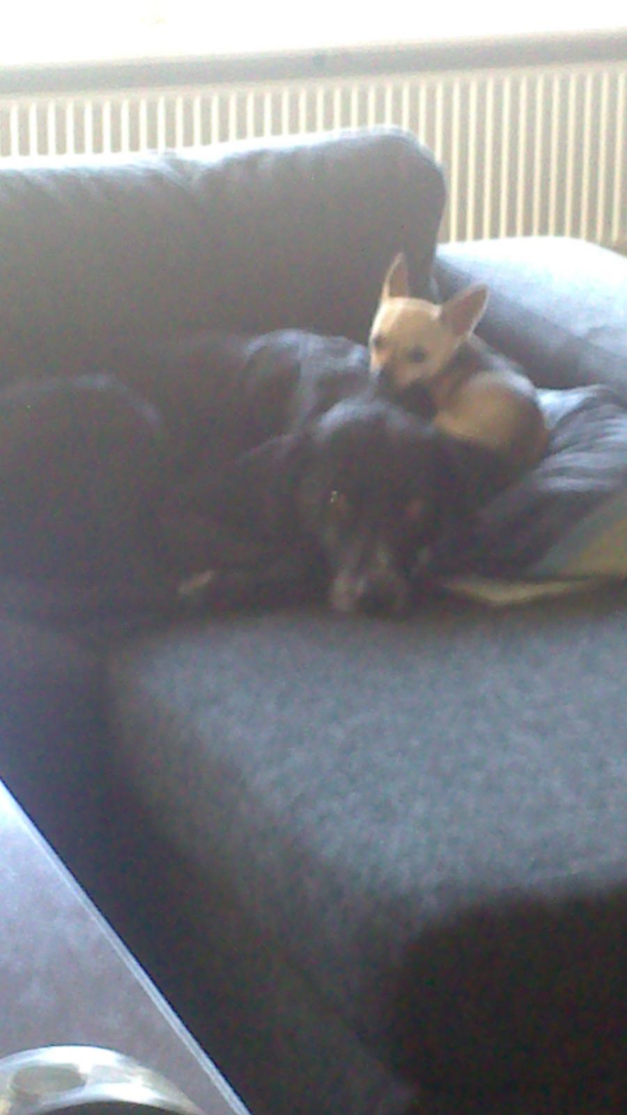 Blanding af racer Lucky billede 2