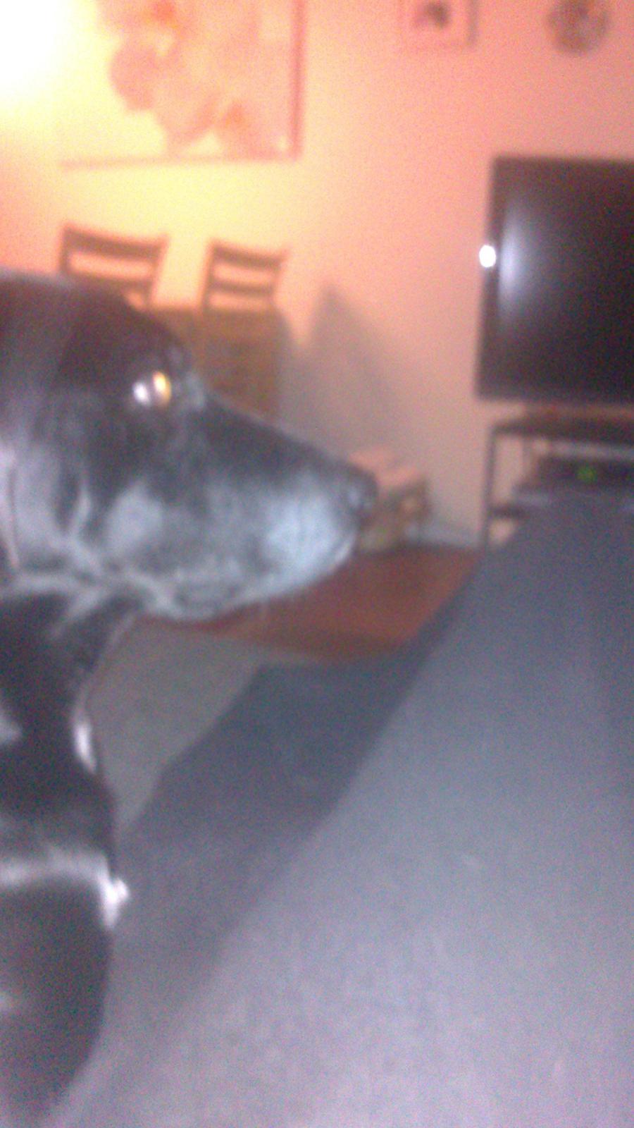 Blanding af racer Lucky billede 4