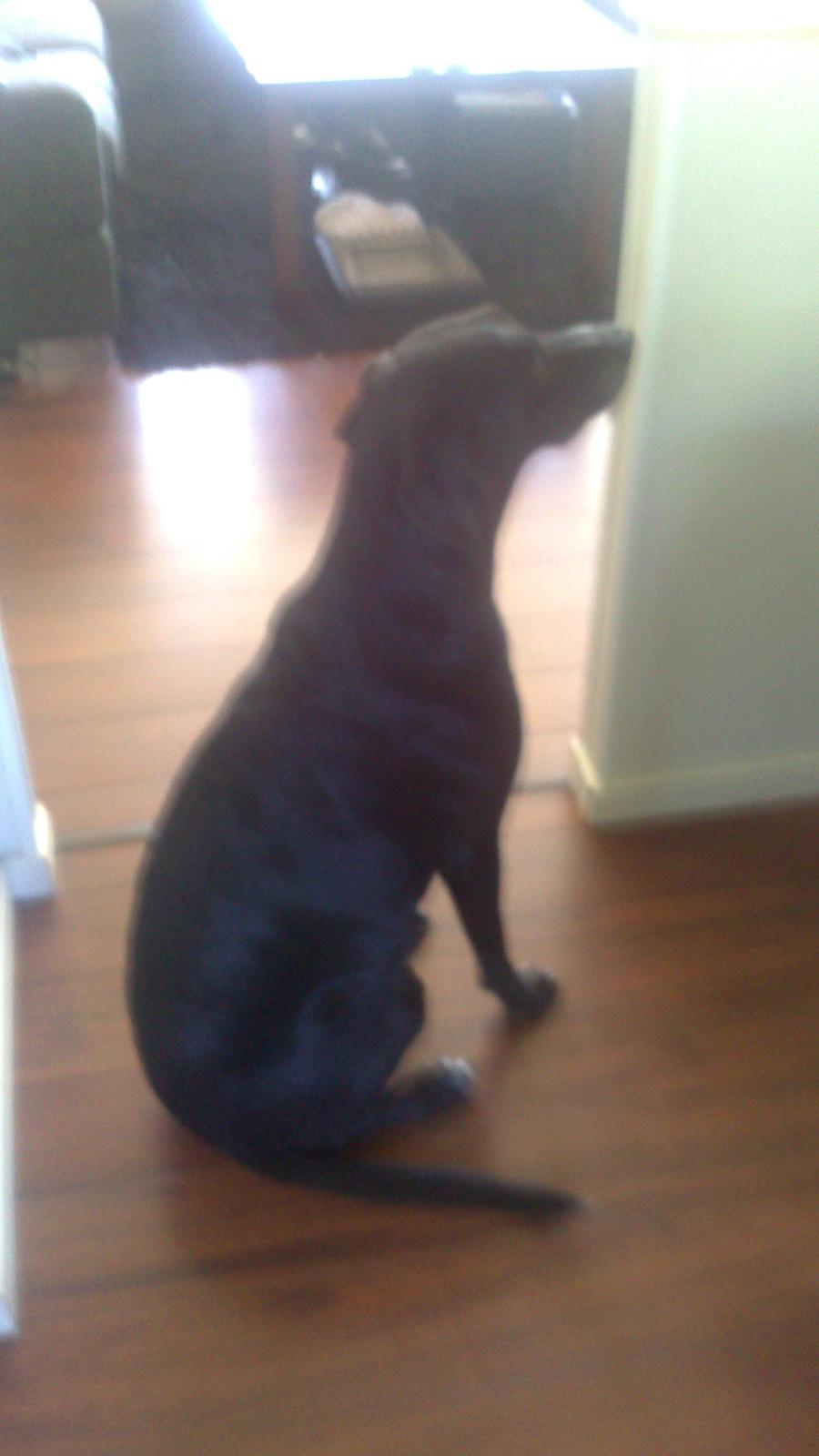 Blanding af racer Lucky billede 5