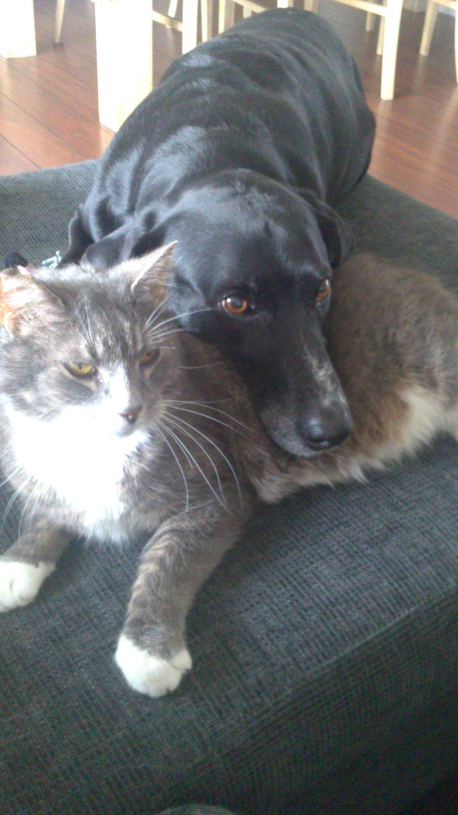 Blanding af racer Lucky billede 6