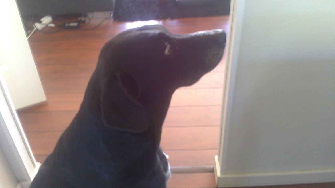 Blanding af racer Lucky billede 7