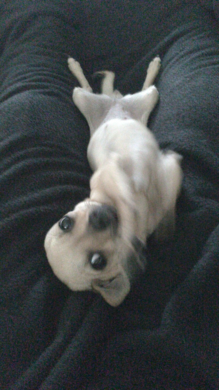 Chihuahua Tilde. billede 10