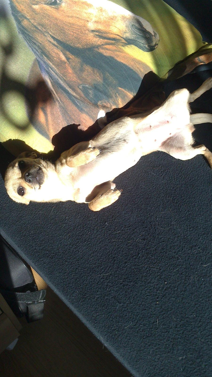 Chihuahua Tilde. billede 11