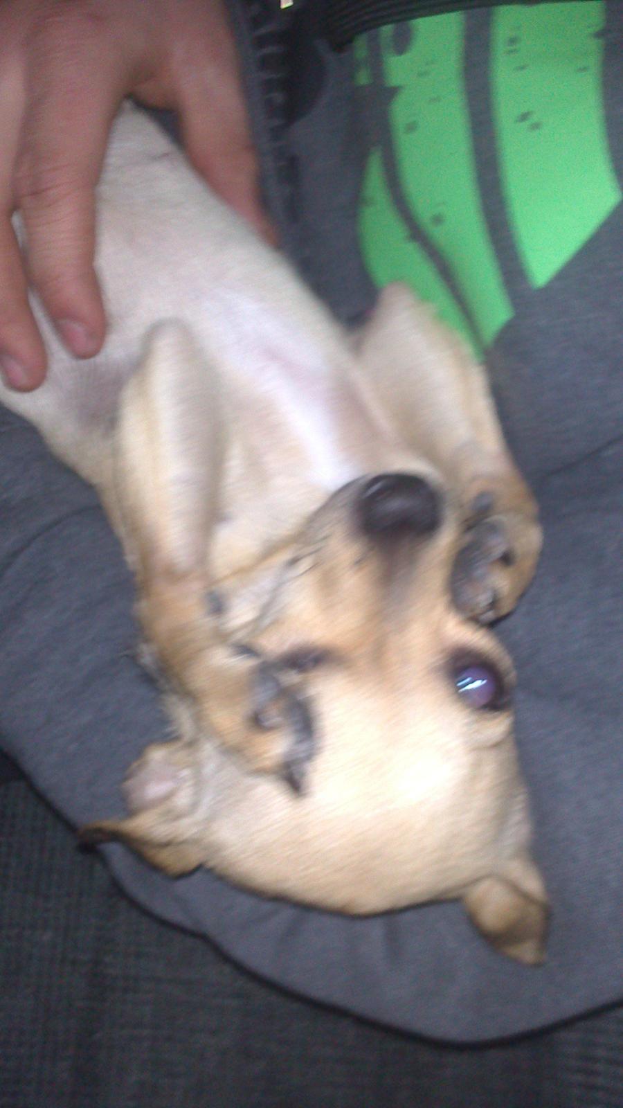 Chihuahua Tilde. billede 12