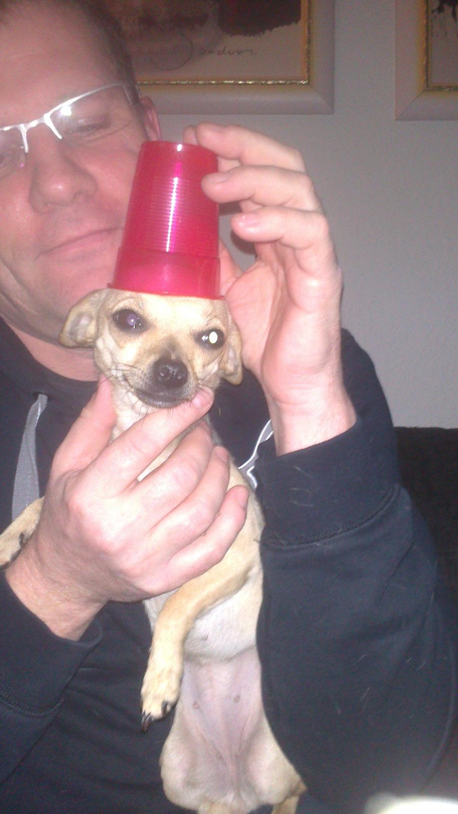 Chihuahua Tilde. billede 13