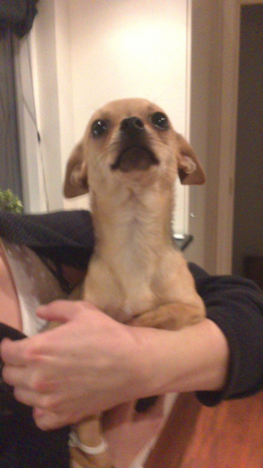 Chihuahua Tilde. billede 14