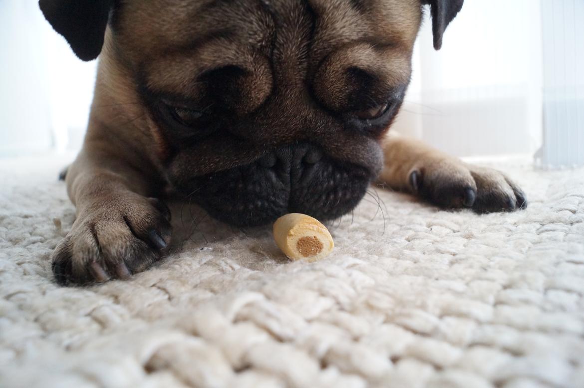 Mops Pelle billede 9