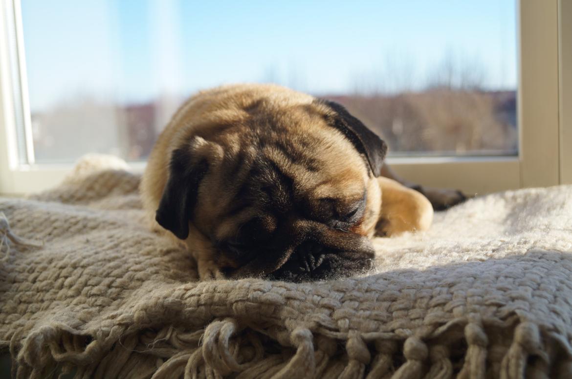 Mops Pelle billede 6