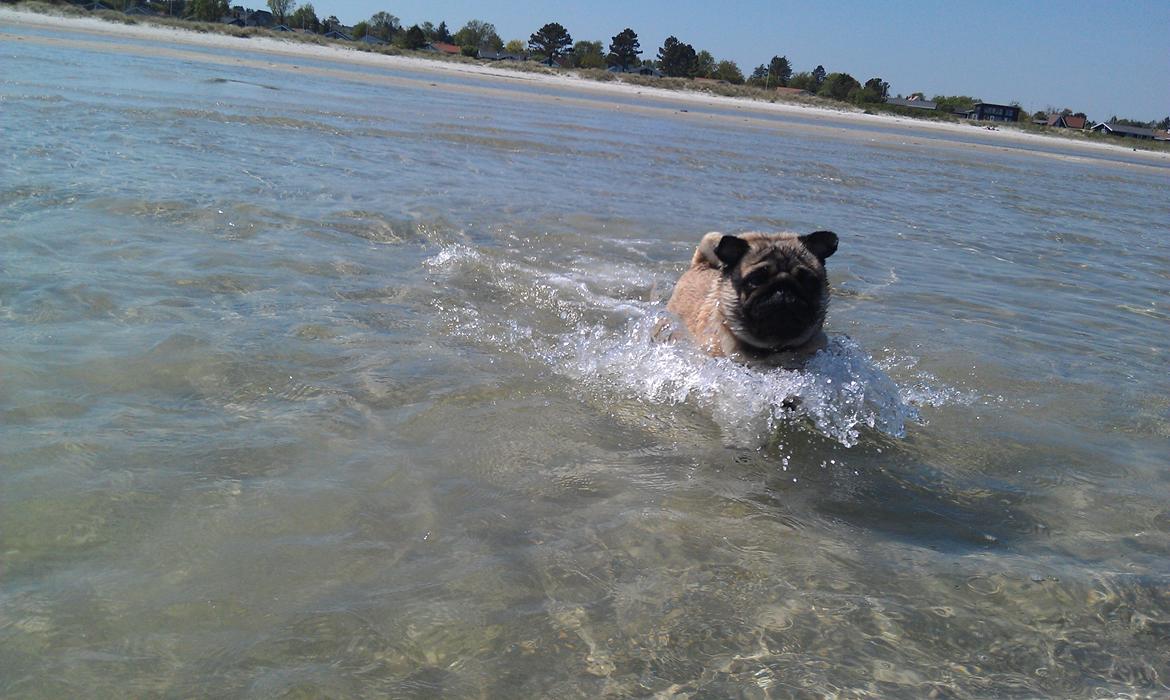 Mops Pelle billede 12