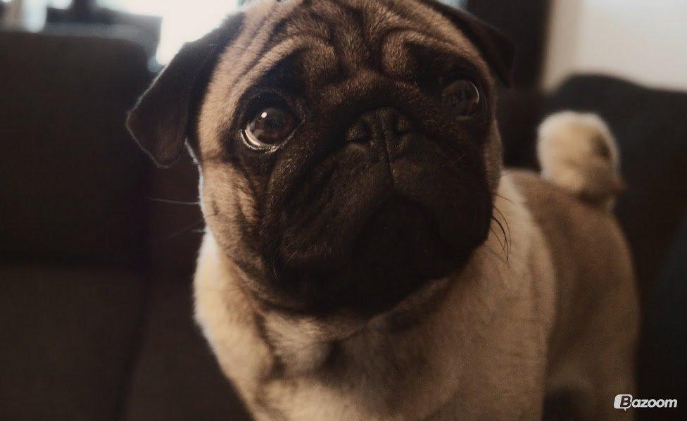 Mops Pelle billede 10