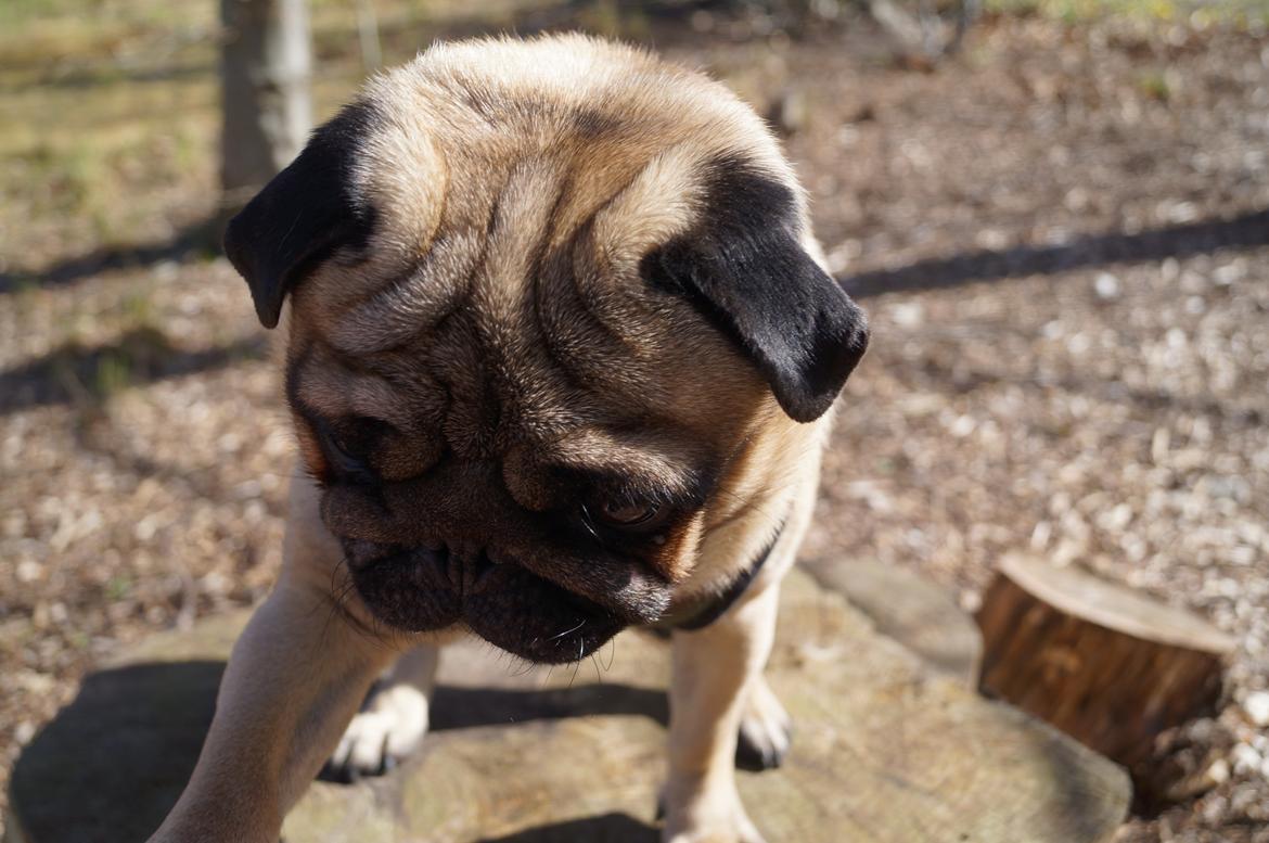 Mops Pelle billede 7