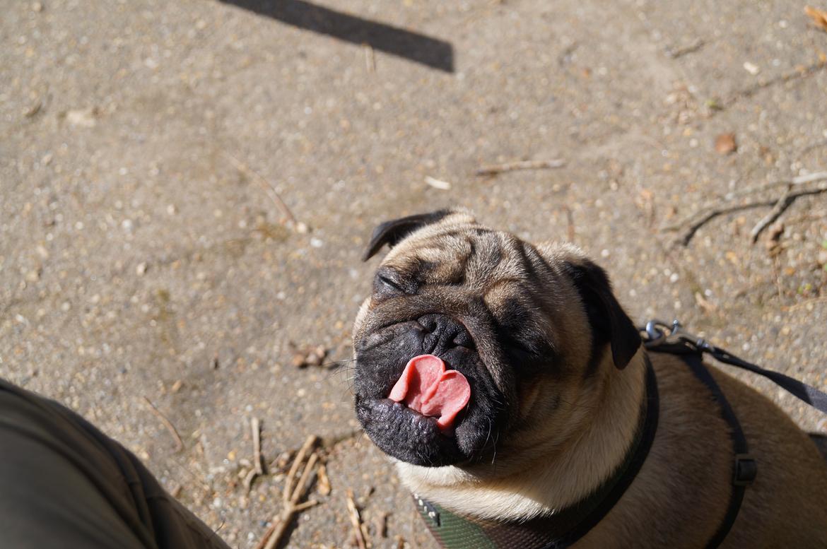 Mops Pelle billede 11