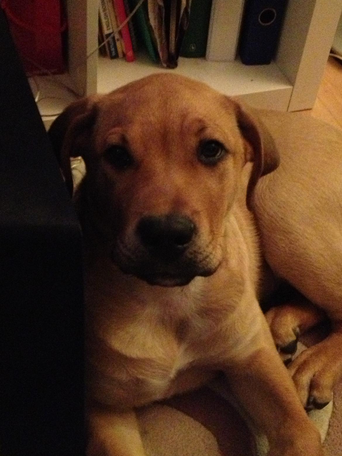 Blanding af racer Dogo Canario/Rottweiler - Elvis billede 9