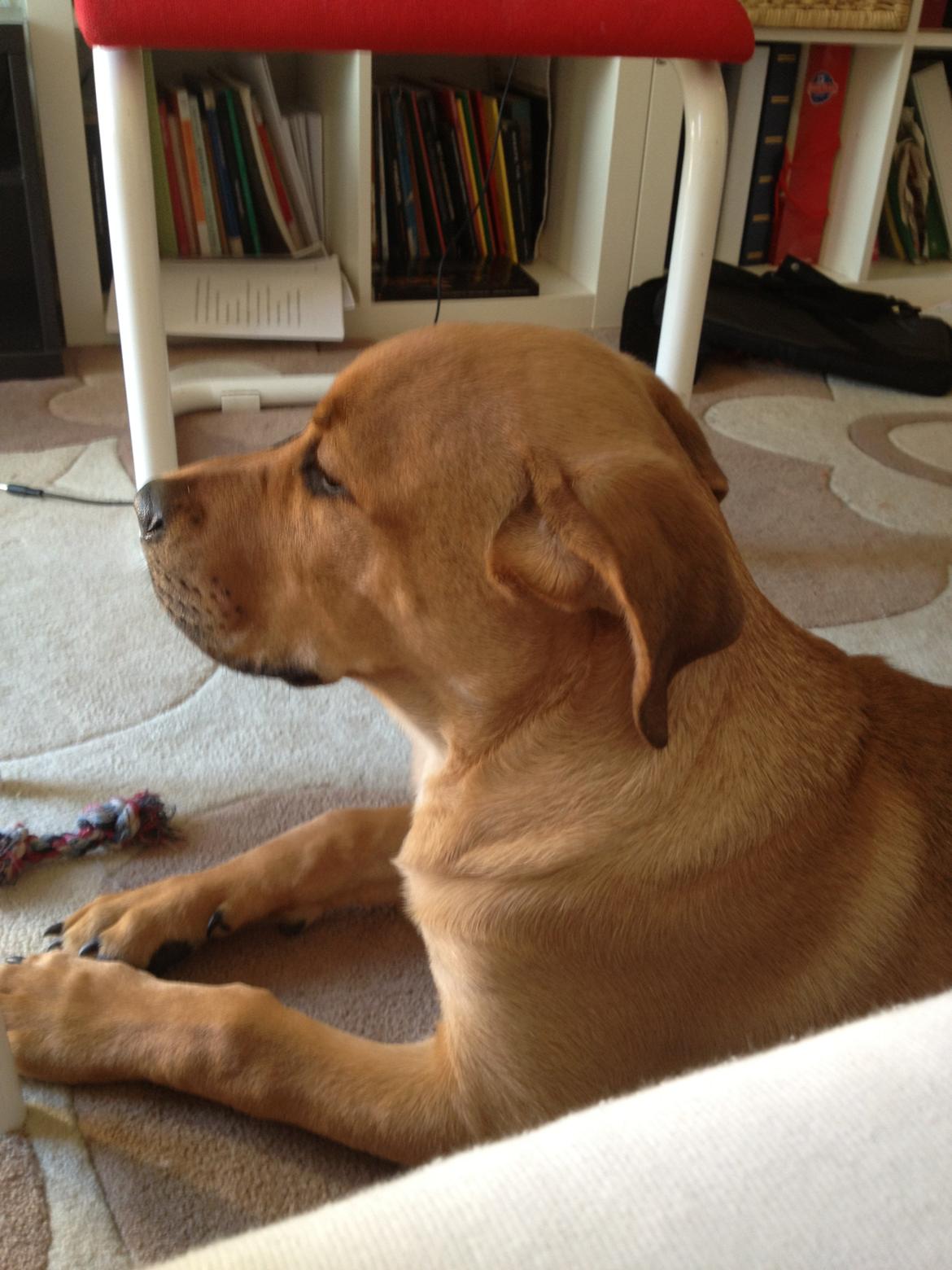 Blanding af racer Dogo Canario/Rottweiler - Elvis billede 10