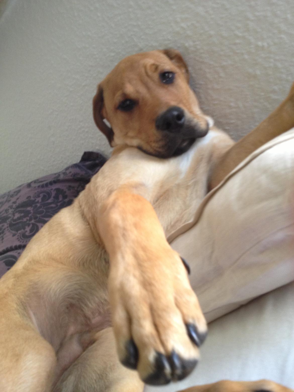 Blanding af racer Dogo Canario/Rottweiler - Elvis - jeg vil ikke ned fra sengen :( billede 11