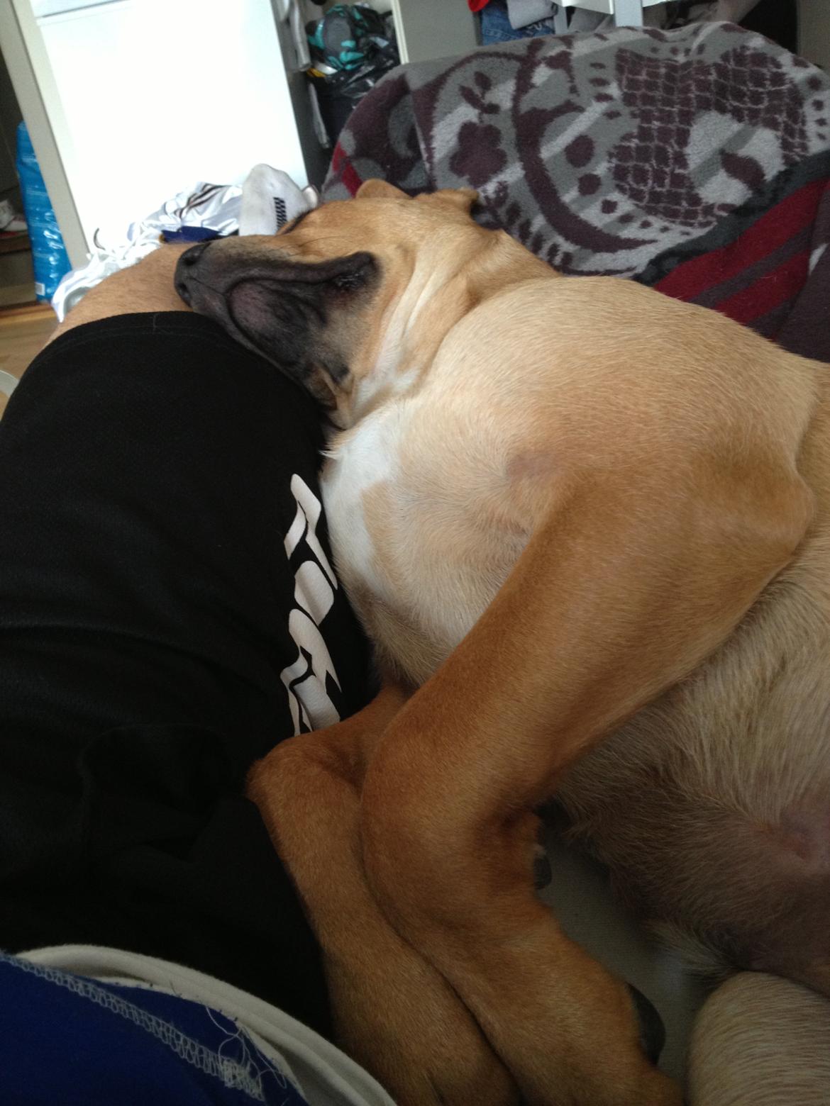 Blanding af racer Dogo Canario/Rottweiler - Elvis billede 12