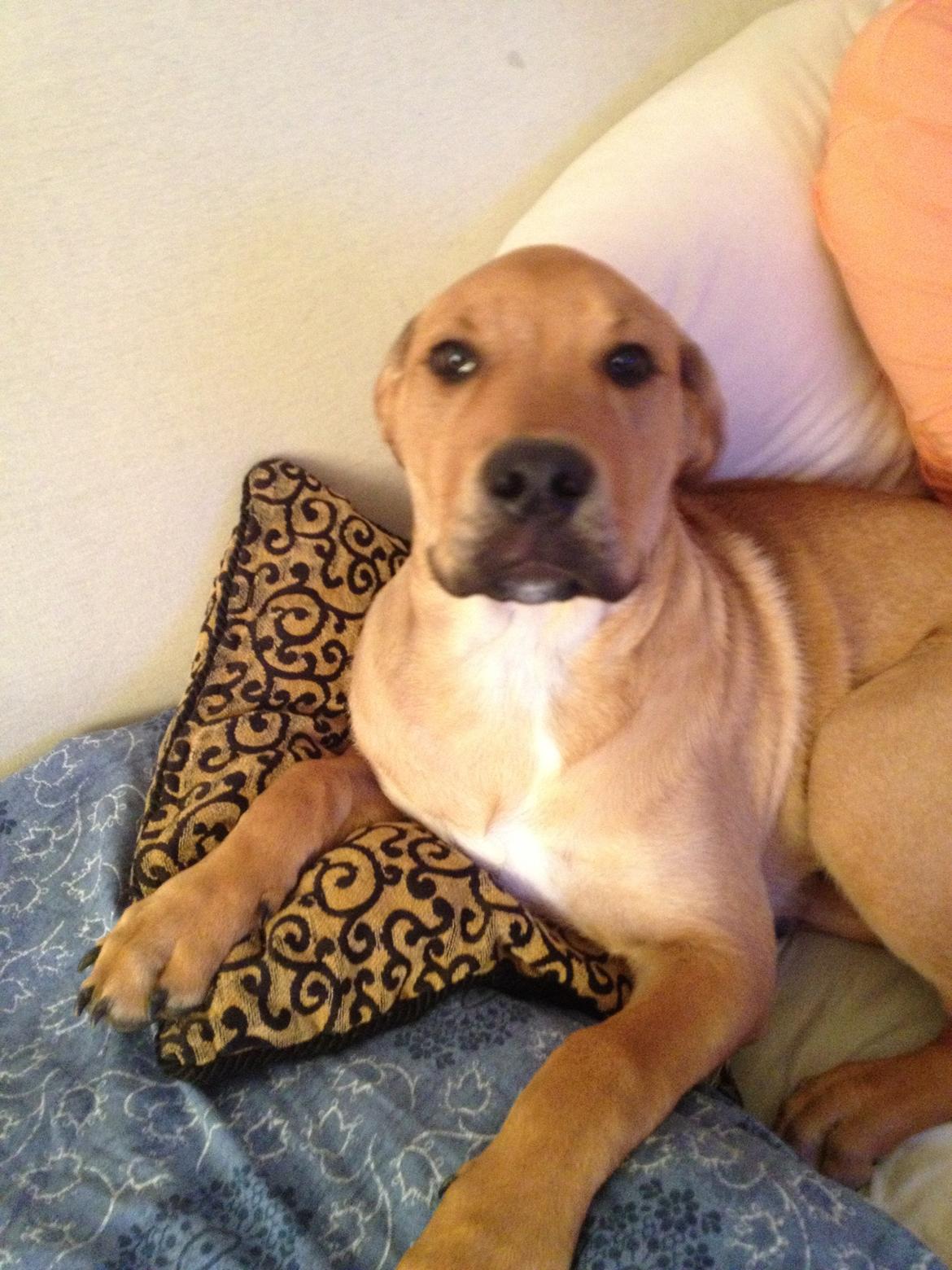 Blanding af racer Dogo Canario/Rottweiler - Elvis - Se hvor fin jeg er! billede 13