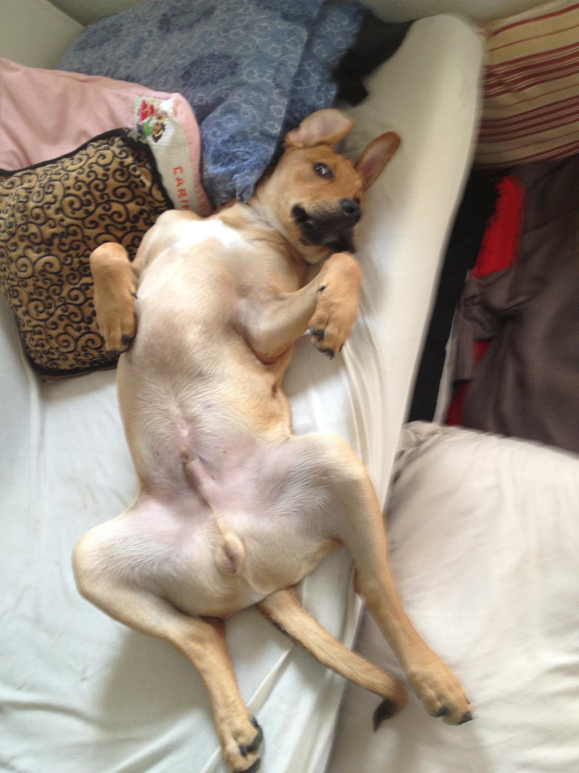 Blanding af racer Dogo Canario/Rottweiler - Elvis - De dage hvor Elvis keder sig og ser CSI  billede 14