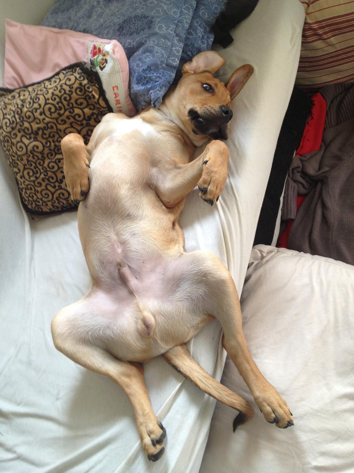 Blanding af racer Dogo Canario/Rottweiler - Elvis billede 15