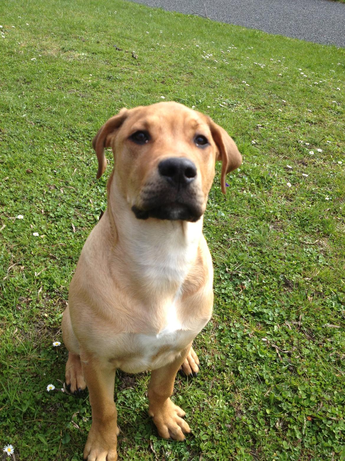 Blanding af racer Dogo Canario/Rottweiler - Elvis - Kast nu den bold! billede 16