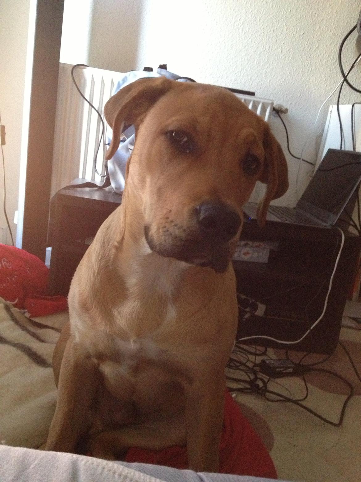 Blanding af racer Dogo Canario/Rottweiler - Elvis - Hvornår må jeg komme op og putte ? billede 17