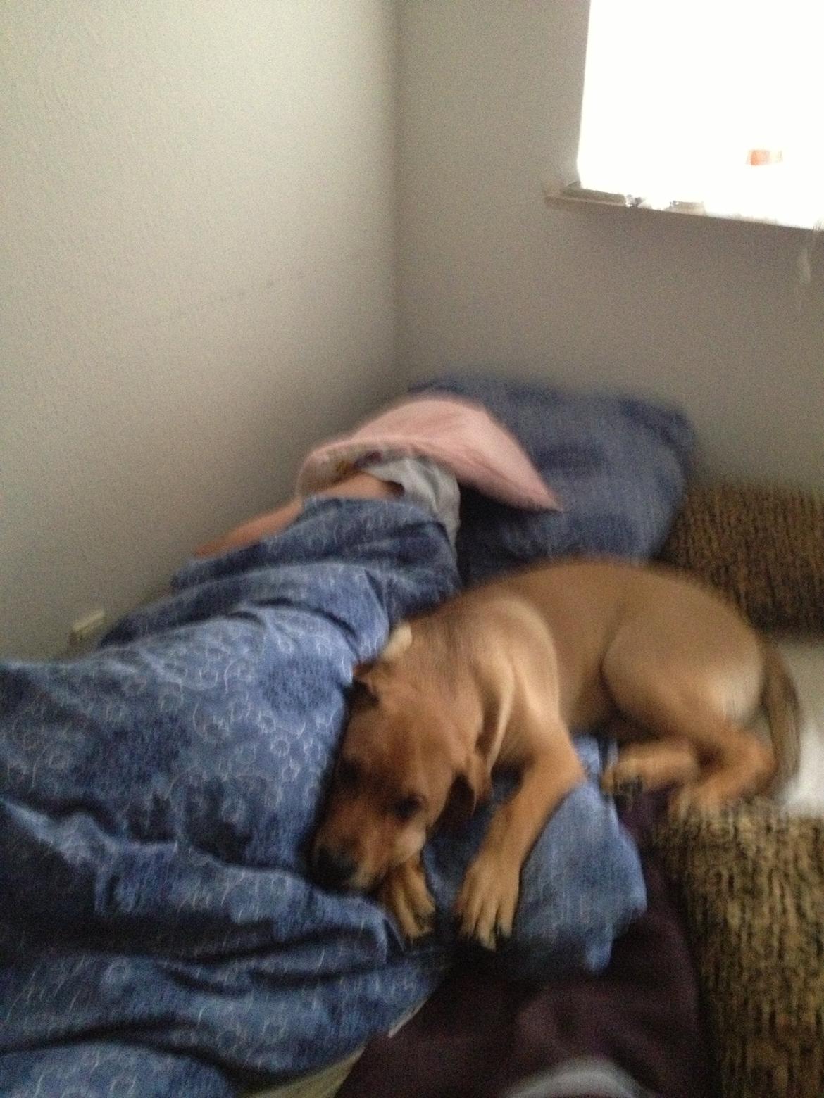 Blanding af racer Dogo Canario/Rottweiler - Elvis - han ved intet bedre end at putte med sin mor billede 18