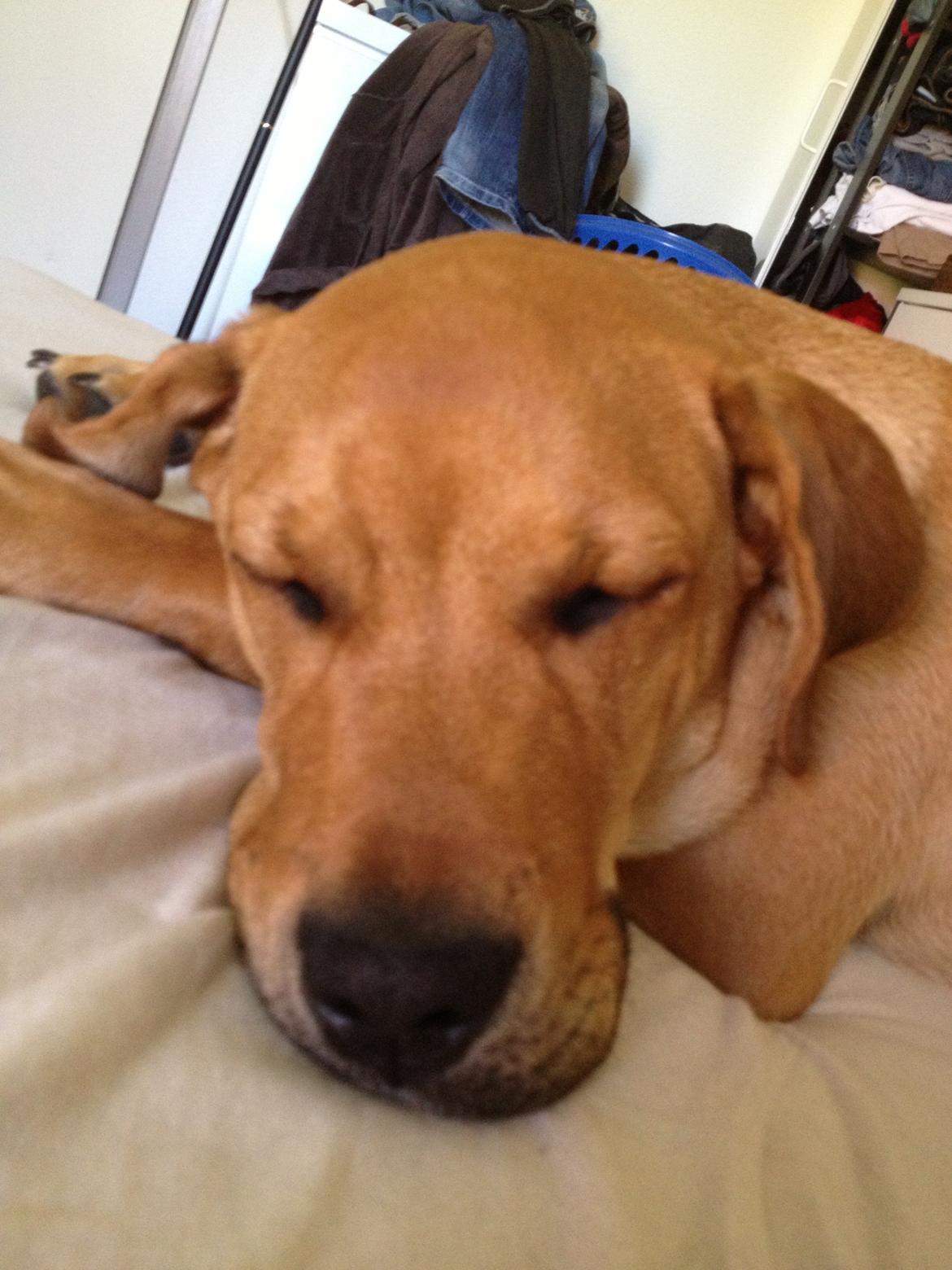 Blanding af racer Dogo Canario/Rottweiler - Elvis - Far lad mig nu være billede 19