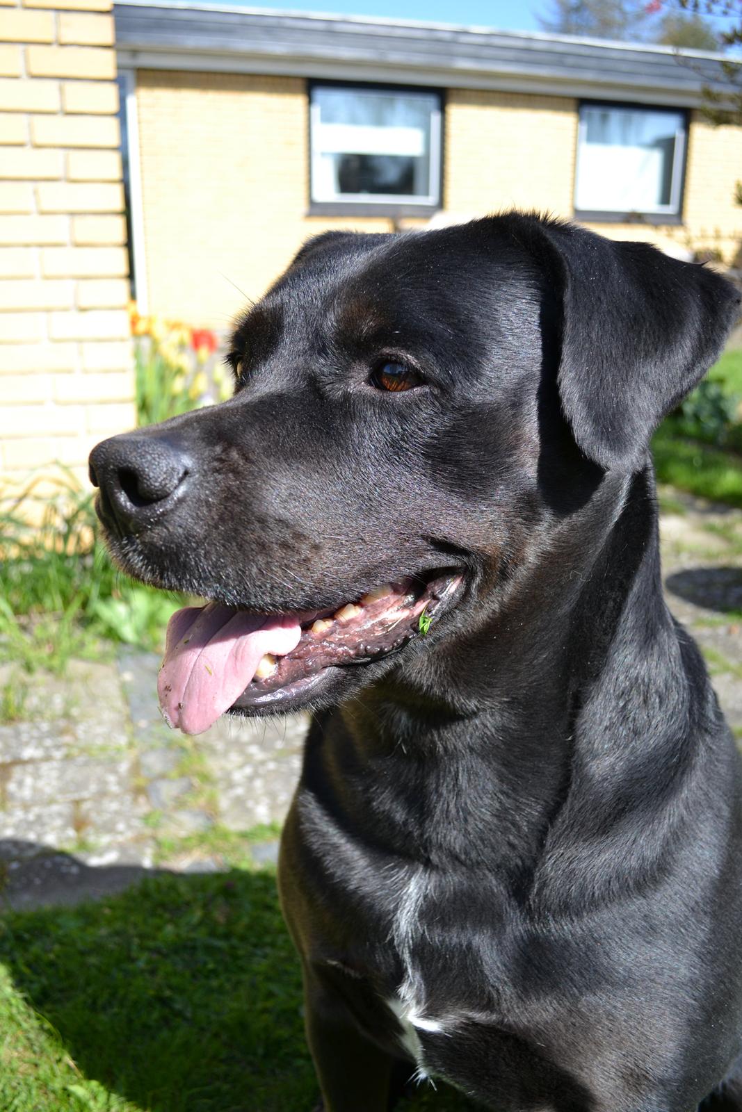 Blanding af racer Janco billede 3