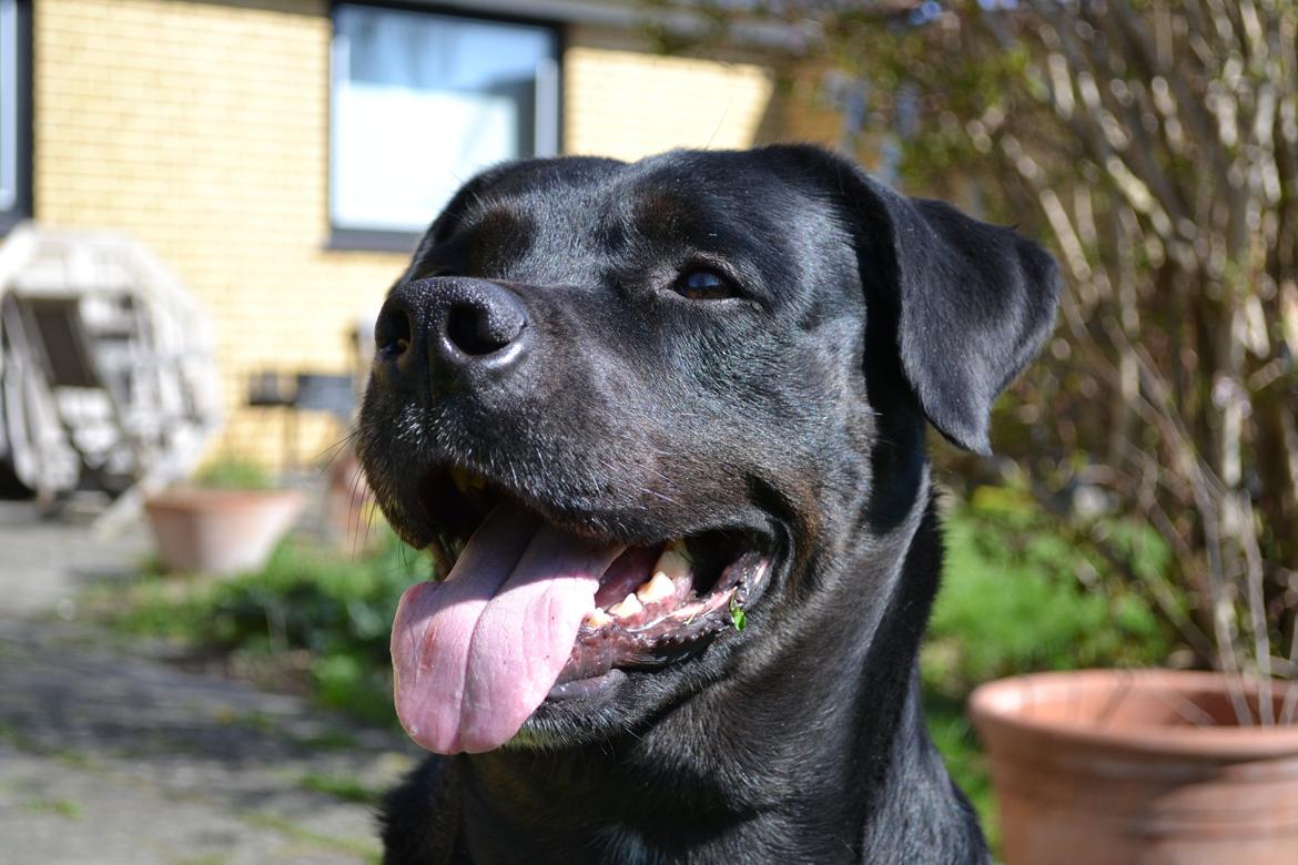 Blanding af racer Janco billede 2