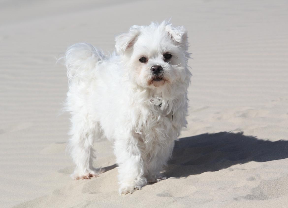 Malteser Carla billede 2