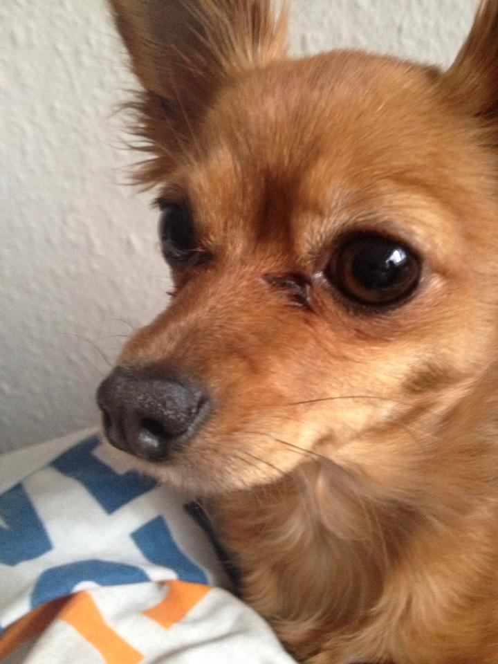 Blanding af racer Lexie billede 3