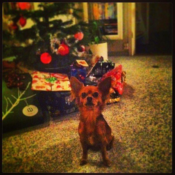 Blanding af racer Lexie billede 4