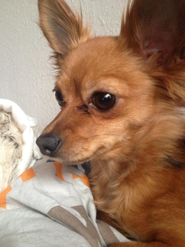 Blanding af racer Lexie billede 5